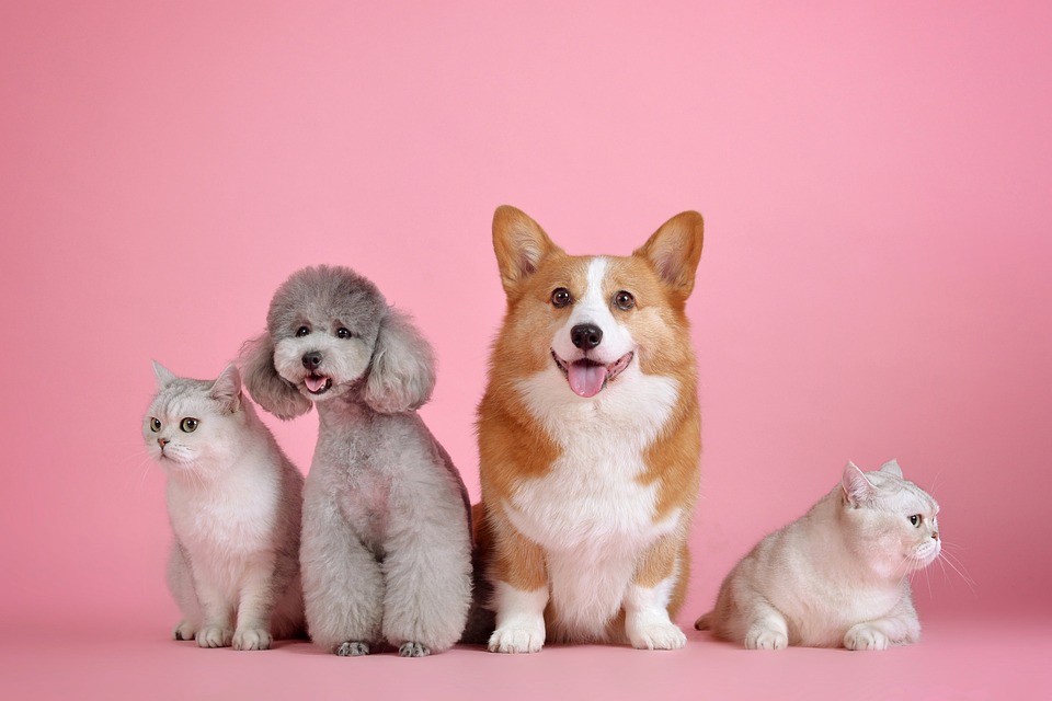 barkibu lanza en francia su negocio online de salud para mascotas