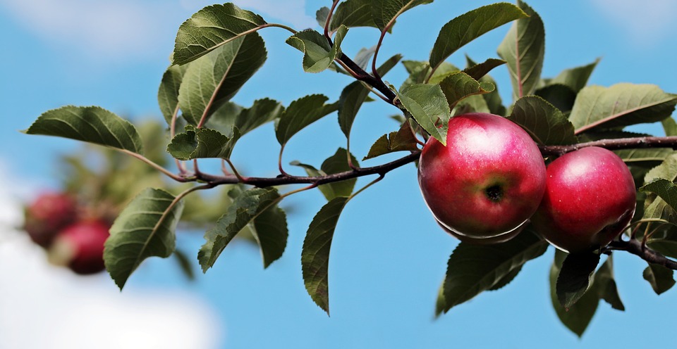 la comision europea investiga a alphabet apple y meta por posibles practicas anticompetitivas